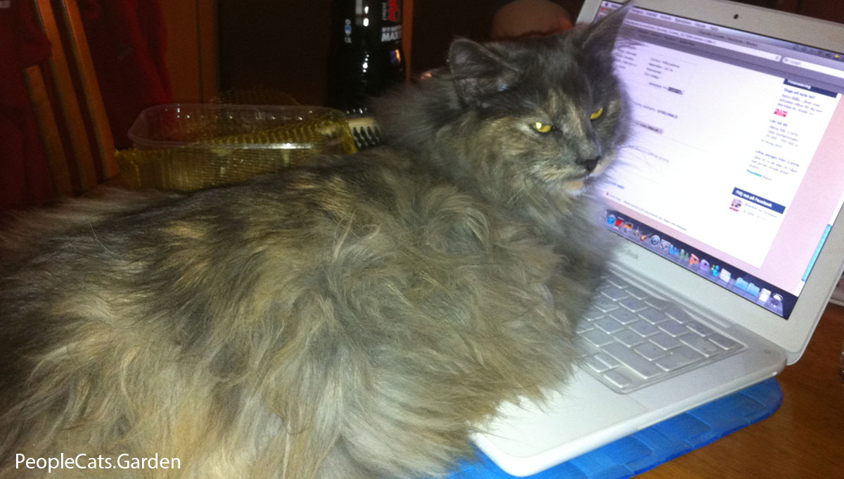 Norwegian Forest Cat with laptop computer