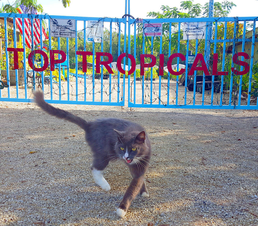 Cat in front of Top Tropicals gate